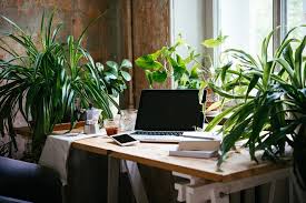 Office Plants